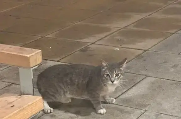 Кошка найдена: Площадь Белы Куна, 1