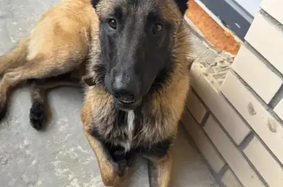 Собака найдена в ЖК Алхимово, Щербинка