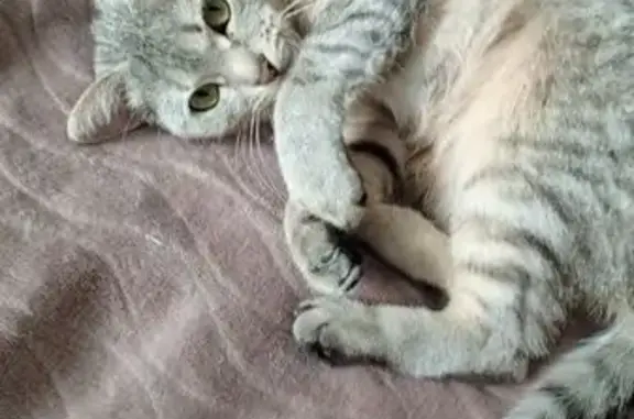 Пропала кошка, 22 Верхняя Максаковка