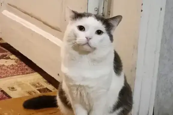 Кошки потеряшки, Воронеж, фото: Потеряшка кошка, Новосибирская 68, Воронеж