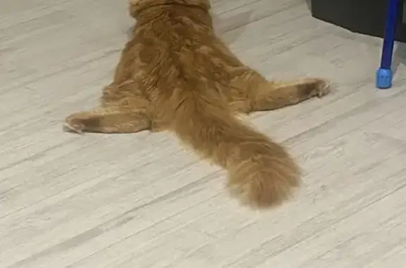 Кошки потеряшки, Черемхово, фото: Потеряшка рыжая кошка, ул. Плеханова, 5