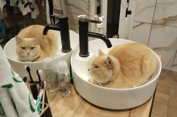 Кошки потеряшки, , фото: Потеряшка кошка, Степана Разина 48, Тольятти