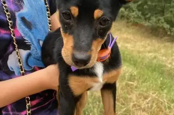 Собака найдена: СНТ КСТ-2, Айвовая 260