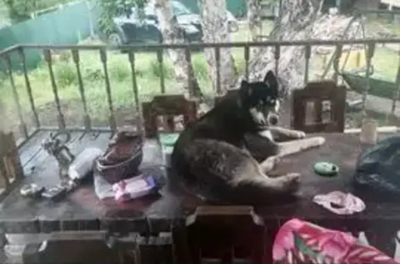 Пропала собака, Новоавачинское поселение