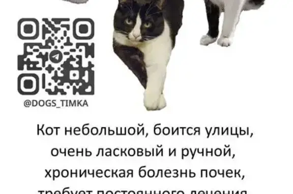 Пропала кошка, Москва
