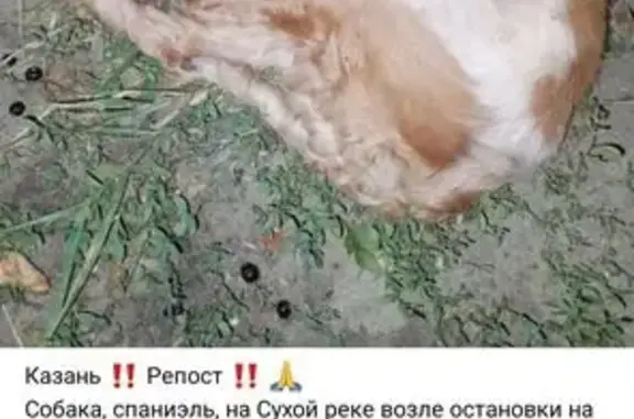 Найдена собака, , фото: Собака найдена: Казань, Татарстан
