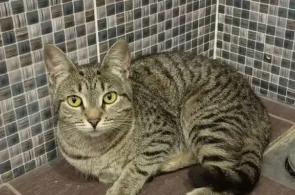 Кошки потеряшки, Сюктерка, фото: Потеряшка кошка, Сюктерка, Сюктерка