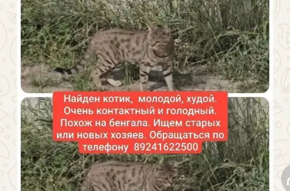 Найдена кошка, ул. Дзержинского 8/2, Якутск