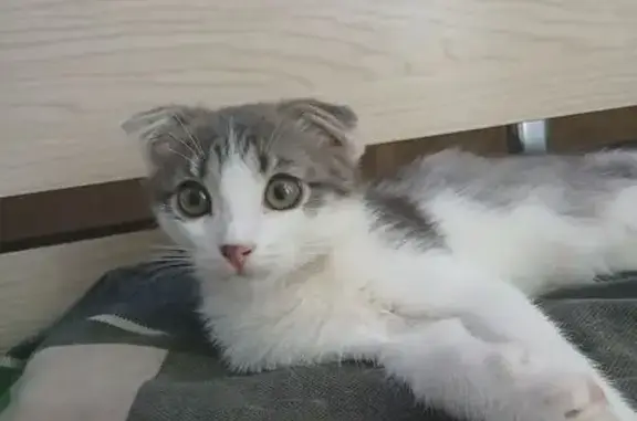 Кошка найдена: Алма-Атинская 26, Самара