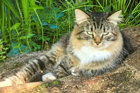 Кошки потеряшки, Куйвози-2 Снт, фото: Потеряшка кот Матвей на ул. Мира, Куйвози