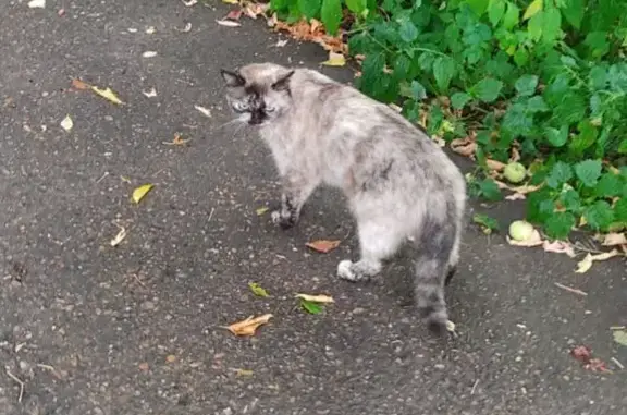 Найдена кошка, Казань, фото: Кошка найдена, ул. Болотникова, Казань