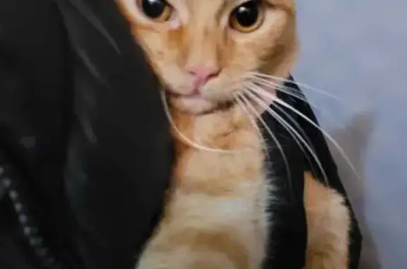 Найдена кошка, ул. Сергея Лазо, 25, Томск