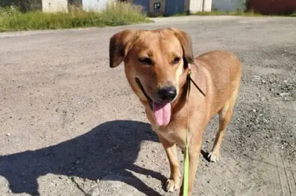 Найдена собака, , фото: Собака найдена: Ленинградское шоссе
