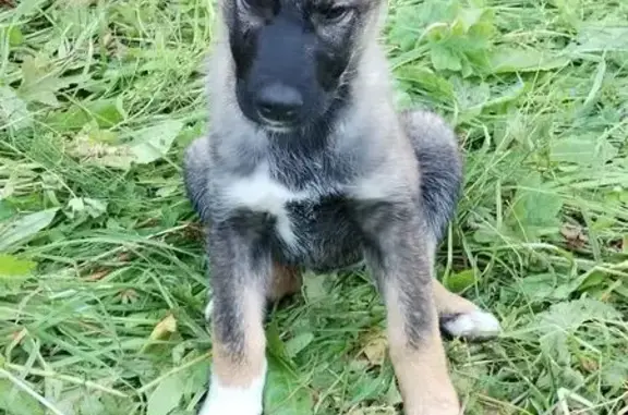 Собаки потеряшки, Березники, фото: Потеряшка собака, 57К-0001, Березники