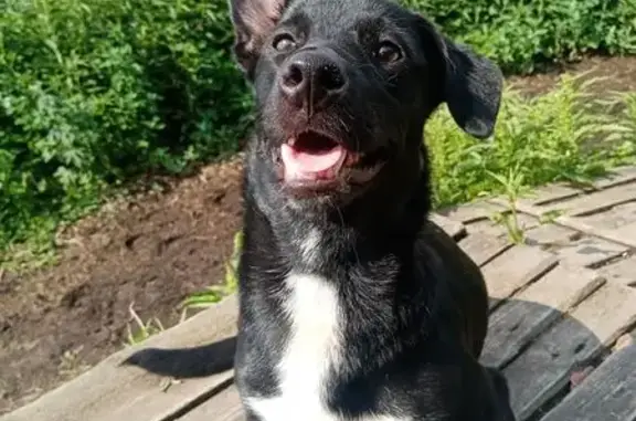 Собаки потеряшки, Челябинская область, фото: Потеряшка собака в Миассе, Челябинская обл.