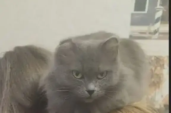 Пропала кошка, Карский пер., 15, Томск