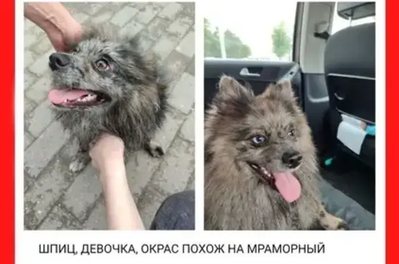 Шпиц найден: ул. Ботылёва, 37, Рублёво