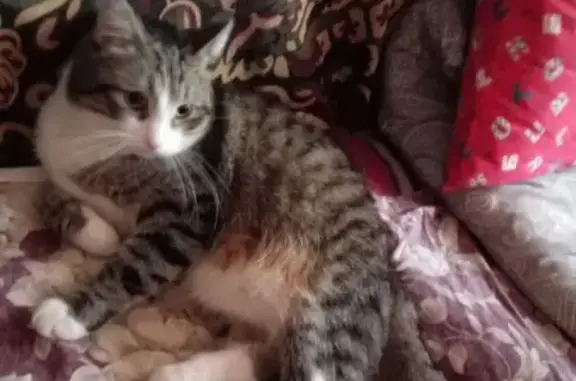 Пропала кошка, ул. Карла Маркса, 9, Клин
