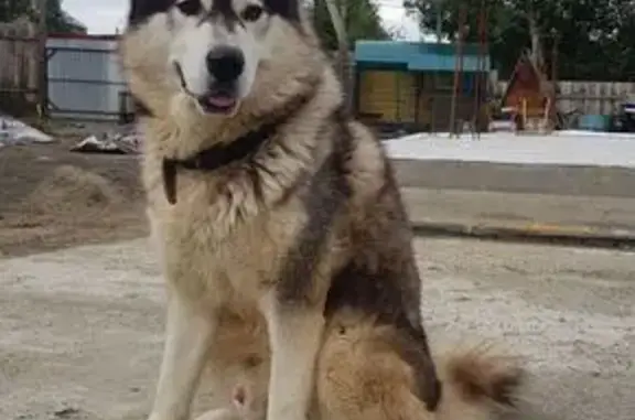 Собаки потеряшки, Усолье-Сибирское, фото: Потеряшка собака, Владимирская 13, Усолье