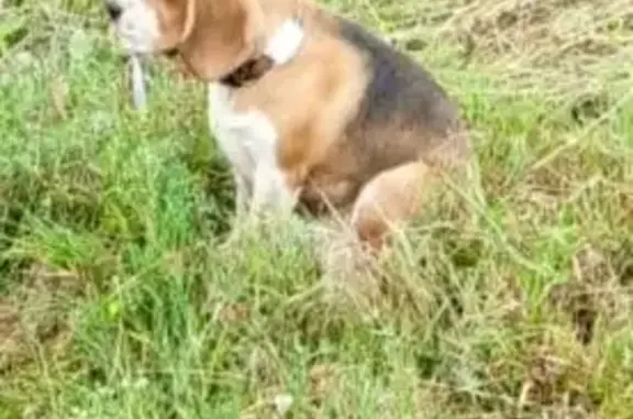 Найдена собака, Молодежный, фото: Собака найдена: Спортивная, Молодёжный