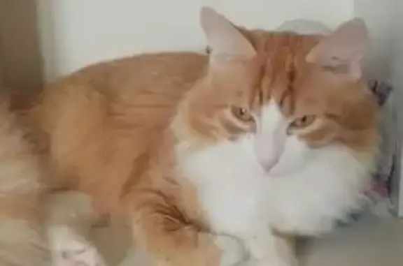 Кошки потеряшки, Воркута, фото: Потеряшка рыжая кошка, Шерстнева 12Б