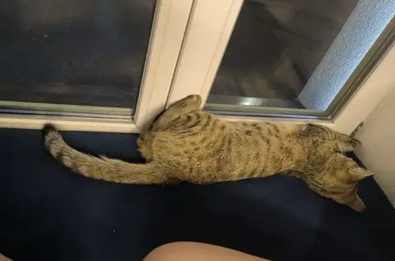 Кошка найдена у магазина на Насыри, 28