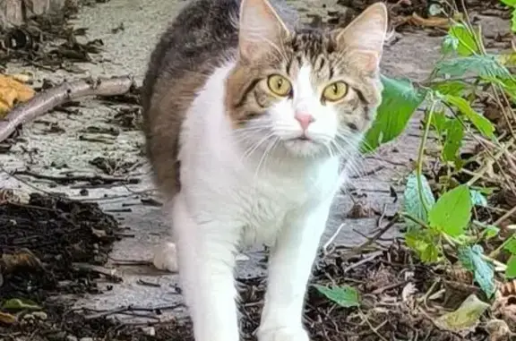 Кошка найдена: Сапёрная ул. 4, Калининград