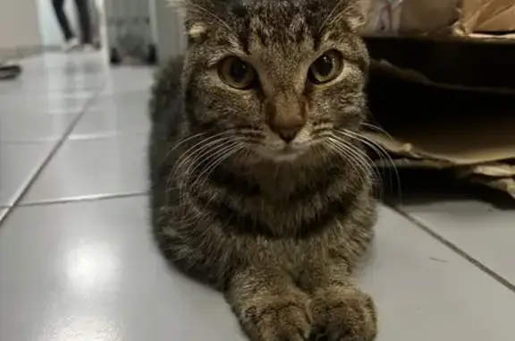 Найдена кошка, Казань, фото: Кошка найдена на ул. Сибгата Хакима, 7