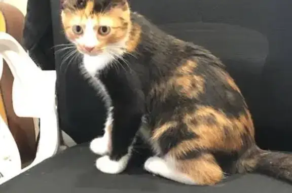 Найдена кошка, Санкт-Петербург, фото: Кошка найдена: Трамвайный пр., 9 к3