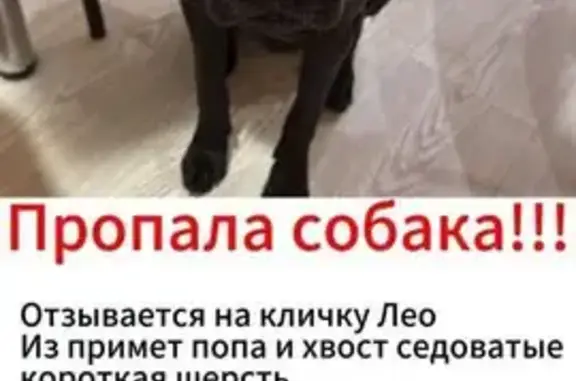 Собаки потеряшки, городской округ Батайск, фото: Потеряшка собака, Промышленная 23, Батайск
