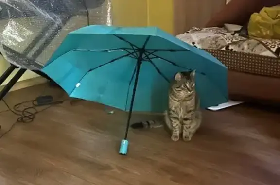 Кошки потеряшки, Иркутск, фото: Потеряшка кошка, Селитбенный пр., 5, Иркутск