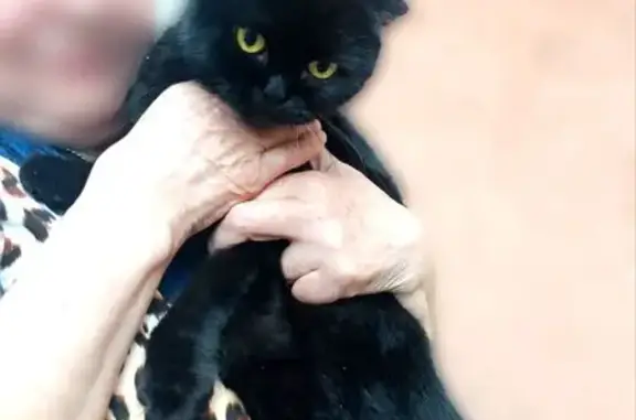 Кошка найдена: ул. Максима Горького