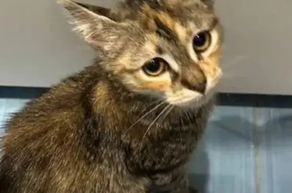 Кошки потеряшки, Анапа, фото: Потеряшка кошка, ул. Шевченко, 98, Анапа