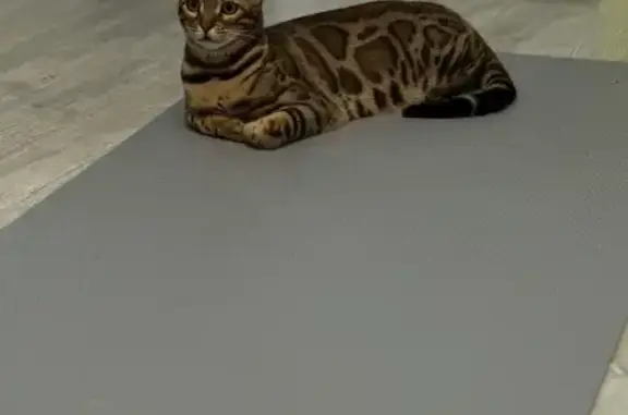 Пропала кошка, Коровий спуск, Уфа