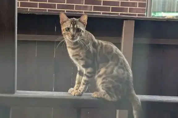 Кошки потеряшки, Летово, фото: Потеряшка кошка Тина, ул. Бутурлина, 150