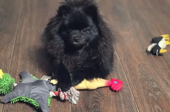 Собаки потеряшки, Губкин, фото: Потеряшка собака, Губкин, Площадь