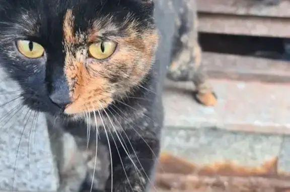 Найденные животные Москва, фото: Кошка найдена: Пречистенка 19/11 с1, Москва