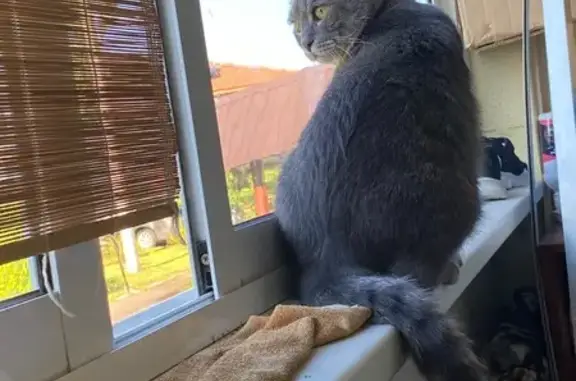 Пропала кошка, 2-я Авиационная, 28