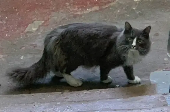Объявления о пропавших и найденных животных, Туймазы, фото: Пропала кошка, Мичурина 1А, Туймазы