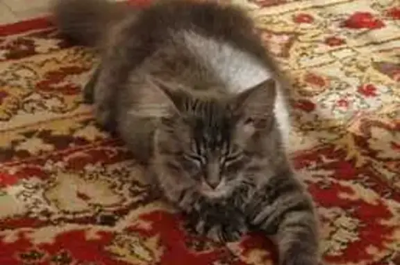 Найдена кошка, Липецк, фото: Кошка найдена на ул. Марины Расковой, Липецк