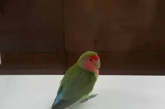 Синее пятно: Комсомольская пл., 14 к2, НН