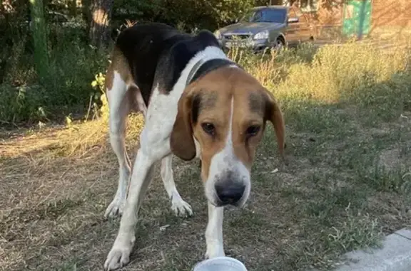 Найдена собака, Миллерово, фото: Найдена собака, ул. Артёма, 55, Миллерово
