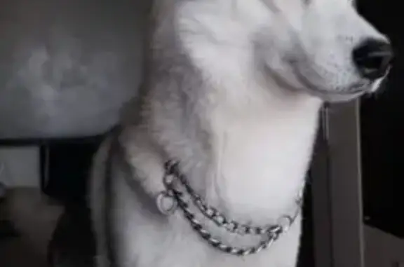 Пропала собака, Липовское с/п, Волгоградская обл.