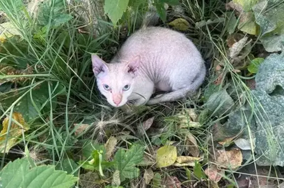 Кошка найдена на Амундсена, 50, Екатеринбург