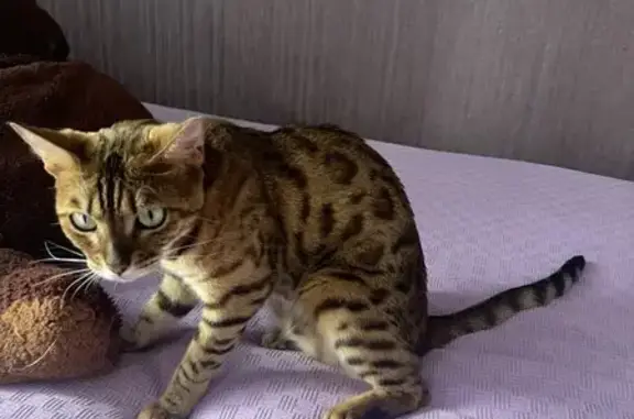 Кошки потеряшки, Вологда, фото: Потеряшка кошка, ул. Горького 51, Вологда