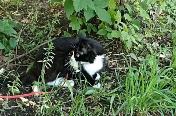 Пропала кошка, ул. Серова, 8А, Омск