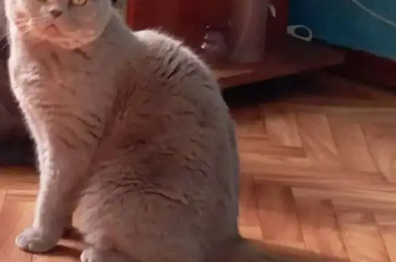 Кошки потеряшки, Ростовская область, фото: Потеряшка кошка, Николаевка, Ростовская обл.