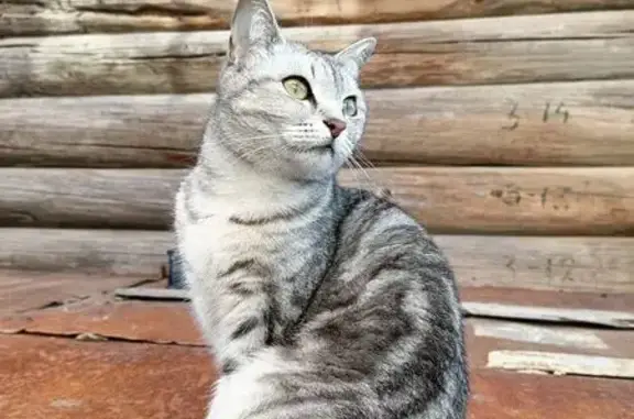 Кошки потеряшки, , фото: Потеряшка кошка, ул. Сенькино, 60