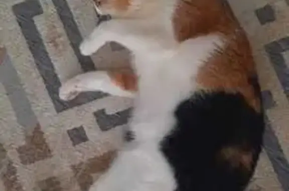 Кошки потеряшки, Йошкар-Ола, фото: Потеряшка кошка, Воскресенский пр., 1А