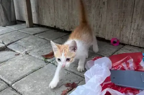 Котенок найден на Светогорская, 94